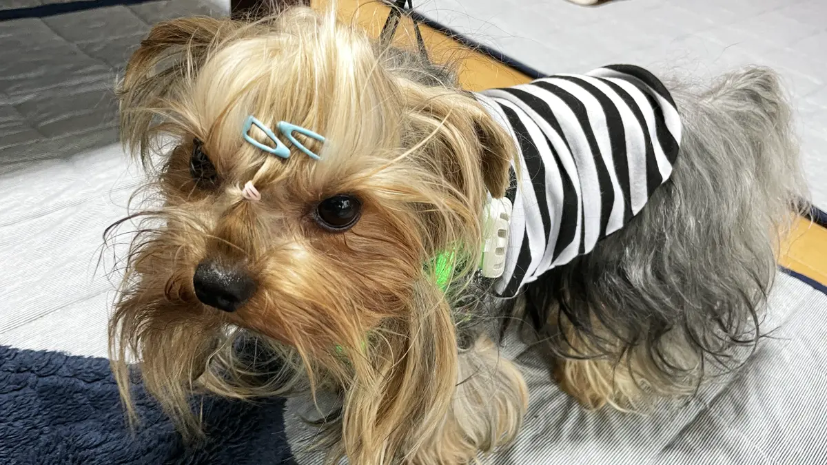 シマシマの洋服を着たヨークシャーテリア（テリー）。眉間には毛が目に入らないようにパッチン2つ付けている。