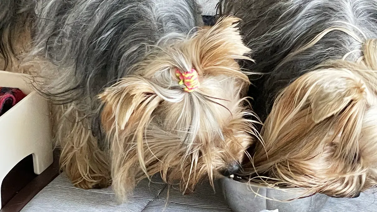 ご飯を食べてるヨーキーズ。すでに食べ終わったリアンが、まだ食事中のテリーの器を狙っている様子