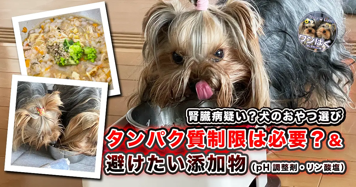 ぺろっと舌を出し美味しそうにご飯を食べるヨーキー（テリー）。手作りごはんと横取りヨーキー（リアン）のポラロイド風写真も貼っている。