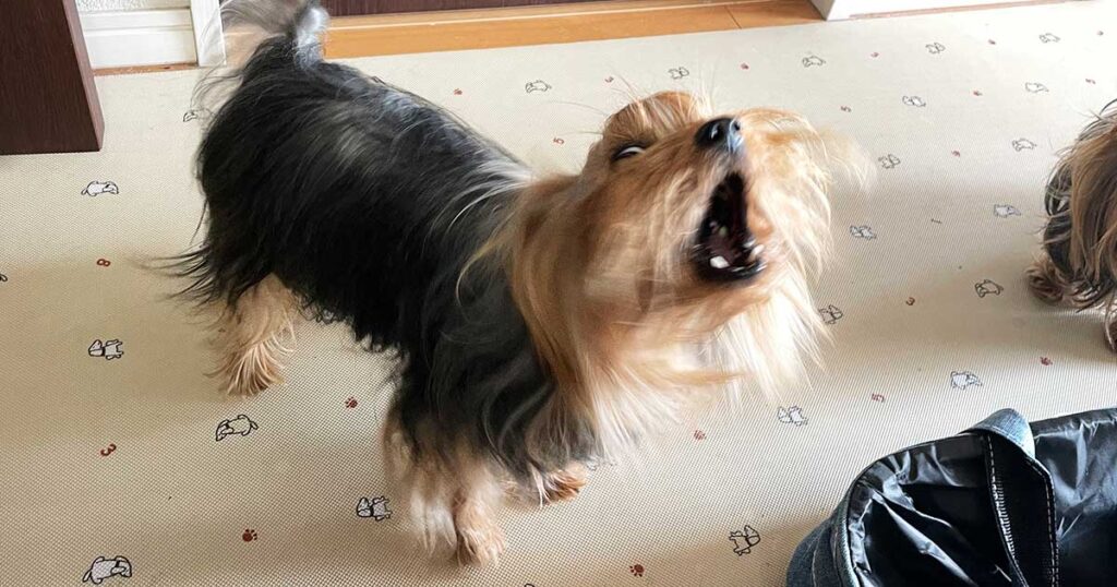 早く〜味見させてよぉ〜