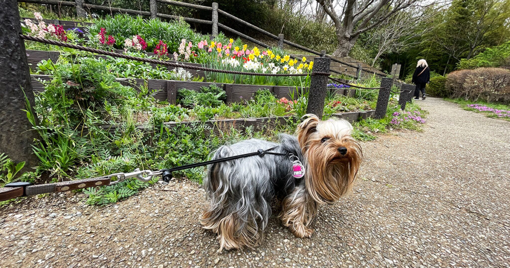 近所の公園も花満開！by テリー