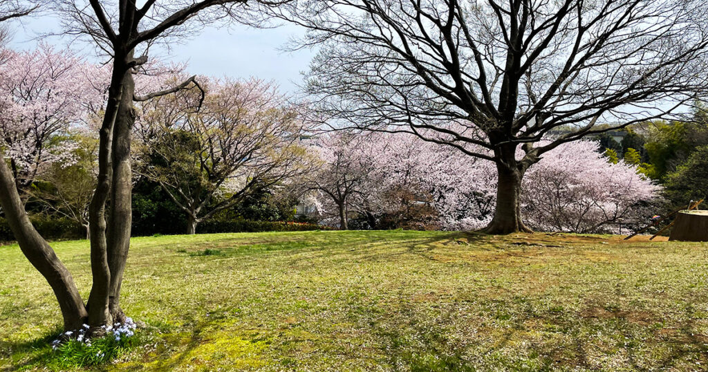 近所の公園も桜が綺麗だよ！