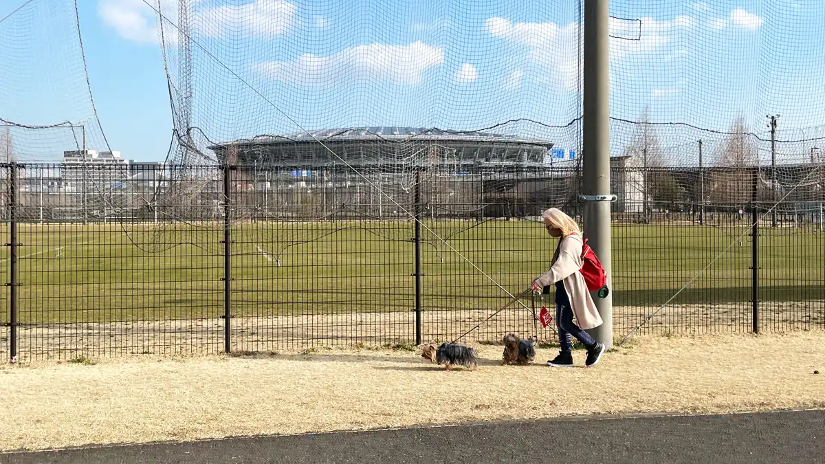 「新横浜公園」を散歩するヨーキーズ（テリー&リアン）とばあば