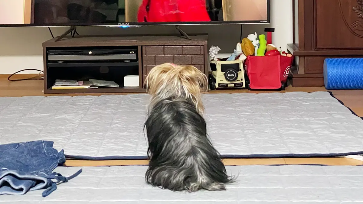 テレビを観ているヨーキー（リアン）の後ろ姿。かなり真剣に観ている…