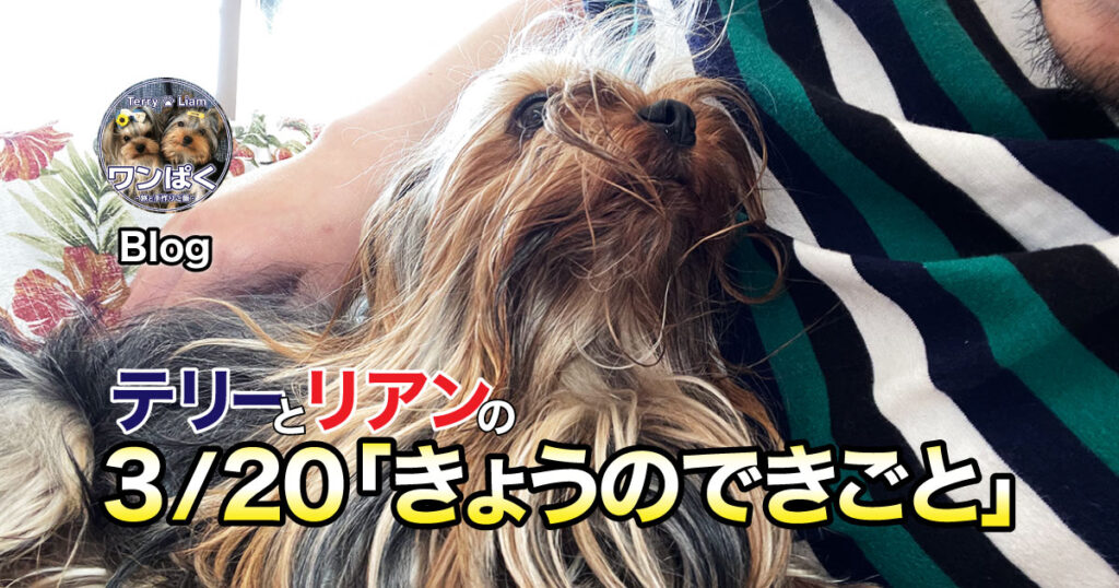 親びん、いつもどこ行ってるのさ？