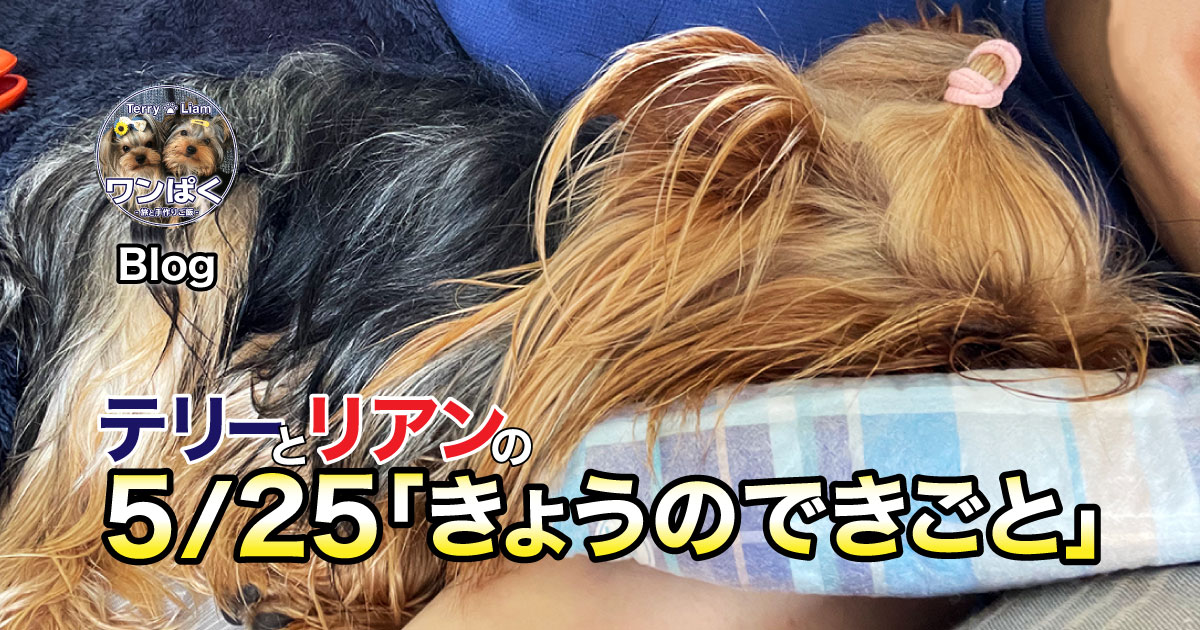 最近ボクたち置いていかれることが多くない？