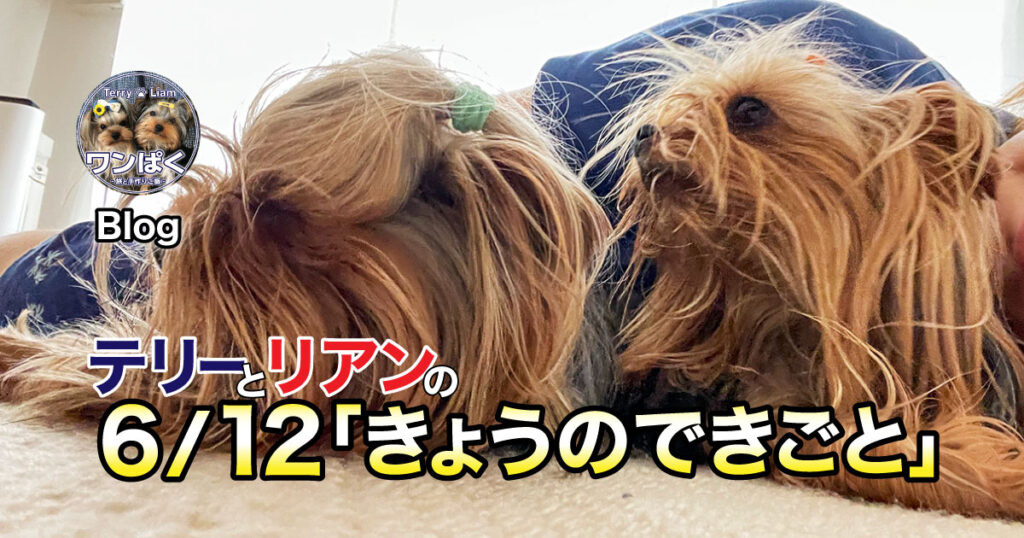 今日の雷はやばかったね（汗）親びんのところに逃げよう…