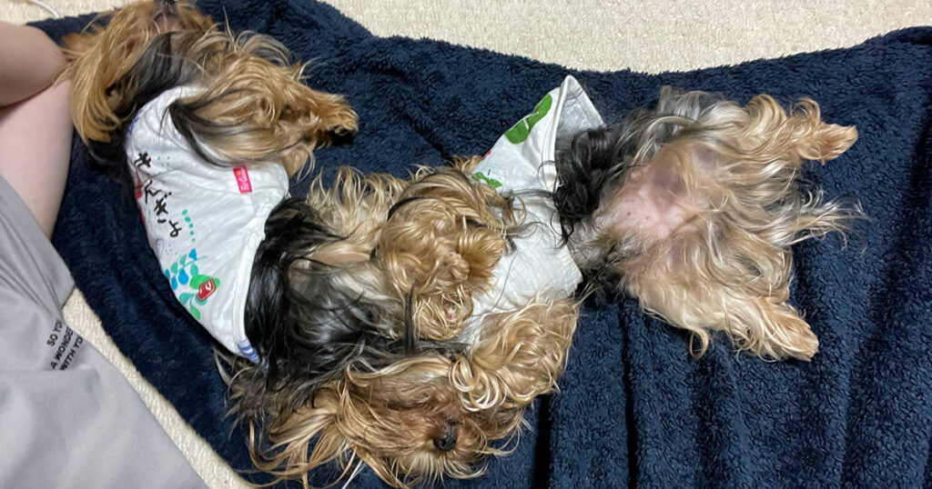 帰ったら本格的に雨だよ…