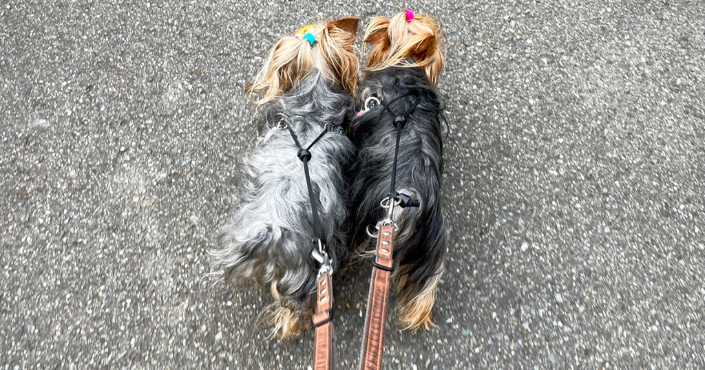 ごはんの写真忘れてズンチャッチャ！