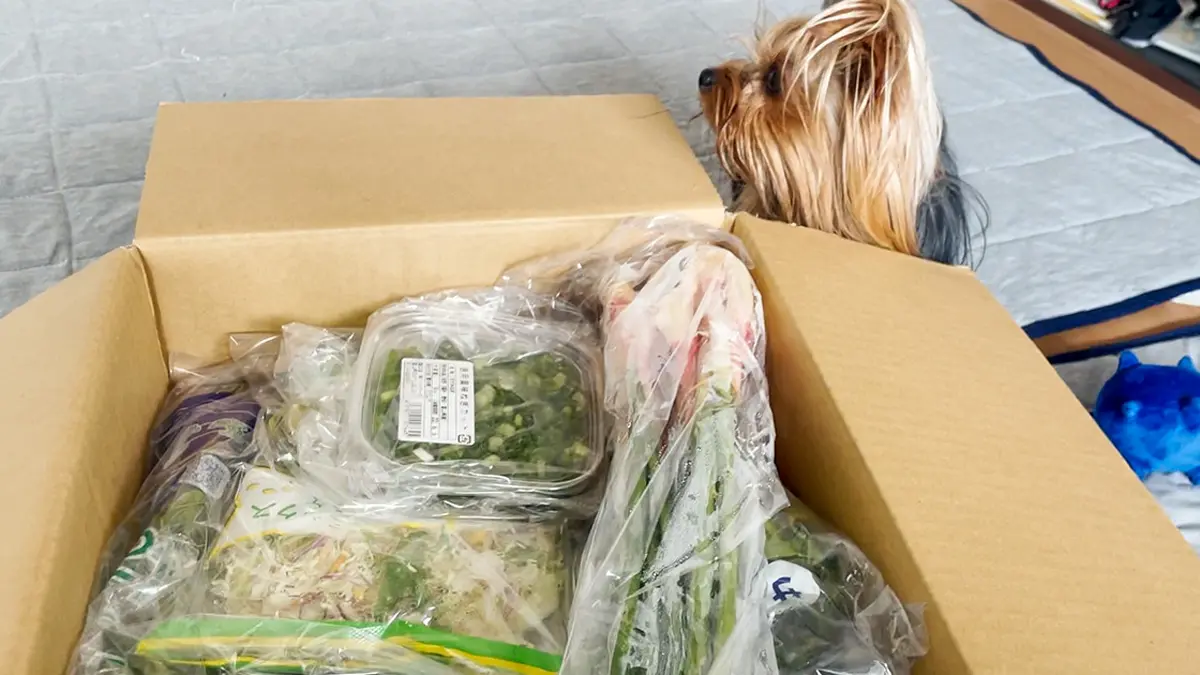 「お野菜レスキュー」さんで頼んだお野菜が箱詰めされていて、その量に驚いているヨーキー（リアン）