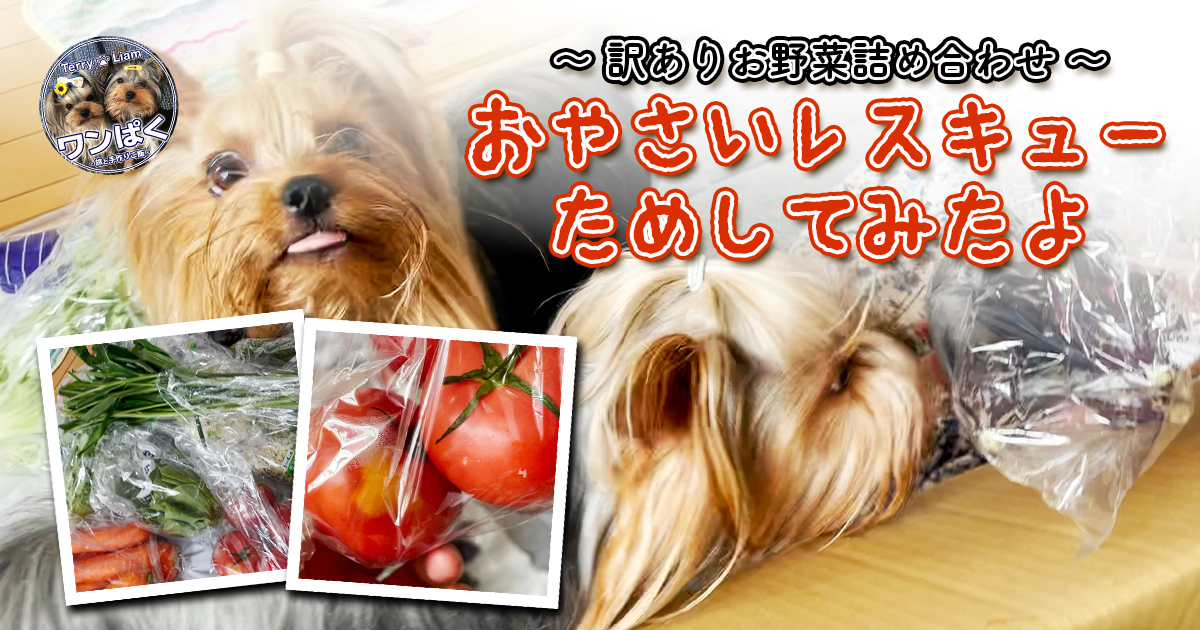 テリリアンと訳ありお野菜詰め合わせの写真。おやさいレスキュー体験を伝えるキャッチ画像。