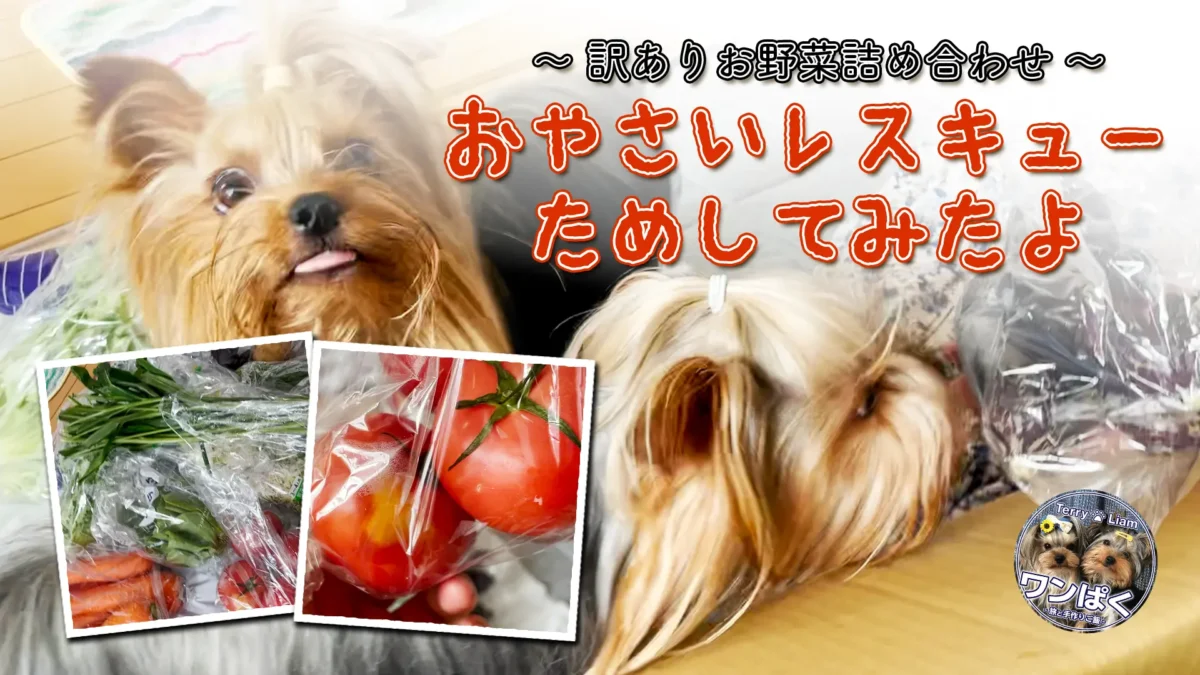 テリリアンと訳ありお野菜詰め合わせの写真。おやさいレスキュー体験を伝えるキャッチ画像。