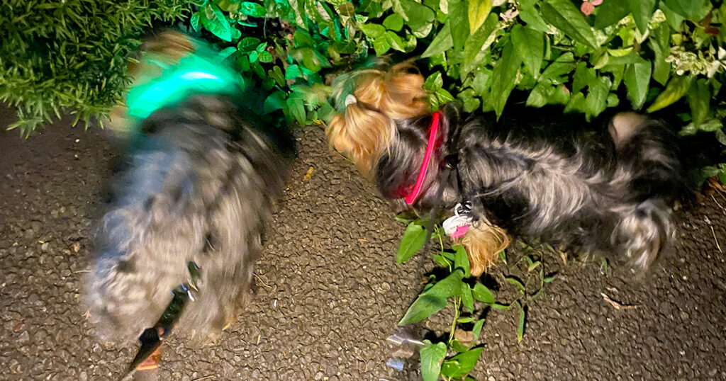 夜遊びしちゃったぜ〜！悪いだろぉ〜