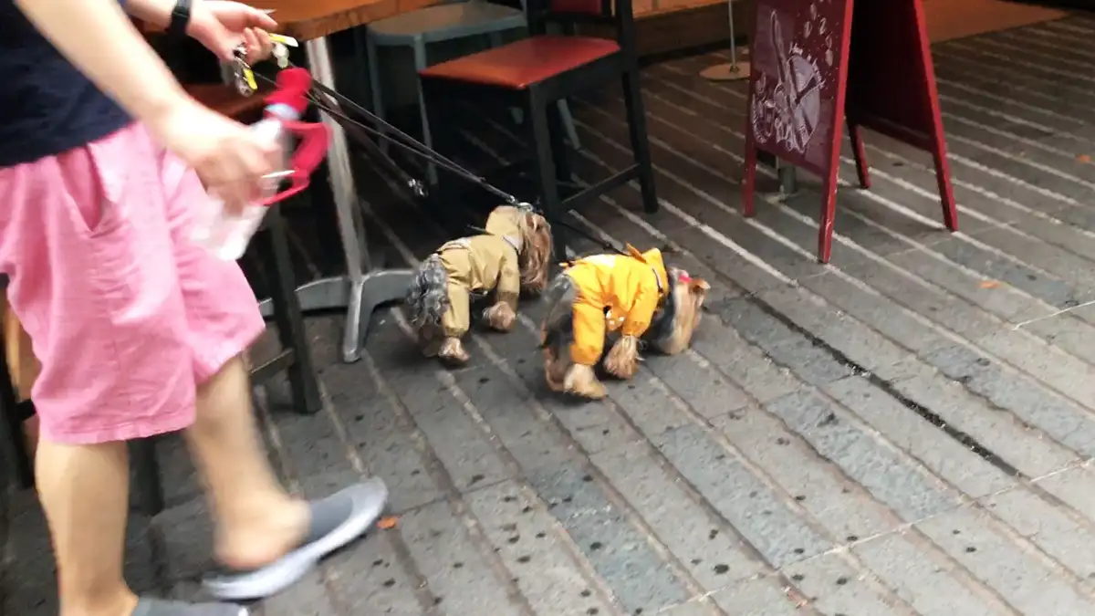 小雨降るハルニレテラスを急いで屋根のあるところに移動するヨークシャーテリア