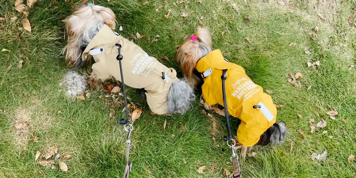 カッパを着て小雨降る狭山SAにて、おしっこリフレッシュするヨークシャーテリア