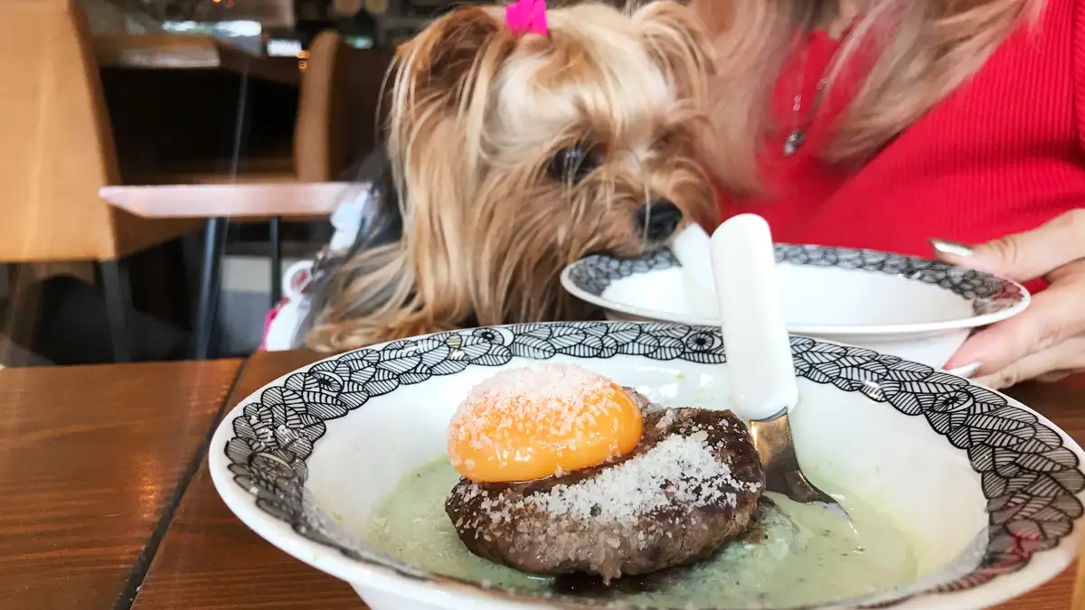 Vegibierさんのジビエバーグに釘付けなヨークシャーテリア