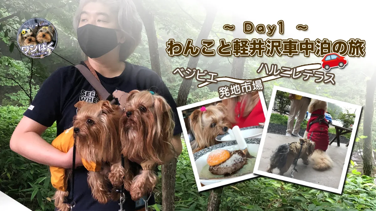 雨の軽井沢を旅するヨークシャーテリアたちの1日目をまとめたコラージュ。車中泊やベジビエ、ハルニレテラスなどの観光スポットを紹介。