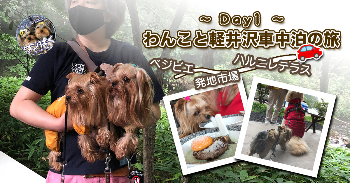 雨の軽井沢を旅するヨークシャーテリアたちの1日目をまとめたコラージュ。車中泊やベジビエ、ハルニレテラスなどの観光スポットを紹介。
