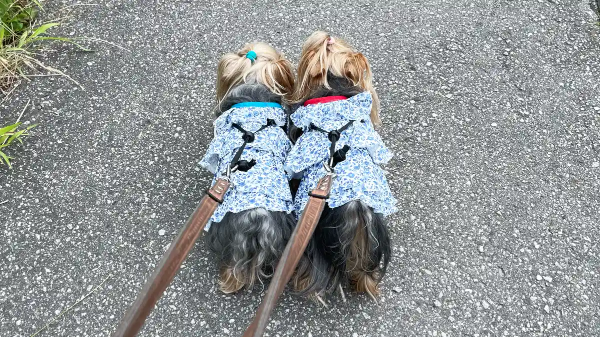 フリフリで飼い主とお揃いの手作りわんこ服を着て散歩するヨークシャーテリア(テリーくんとリアンくん)