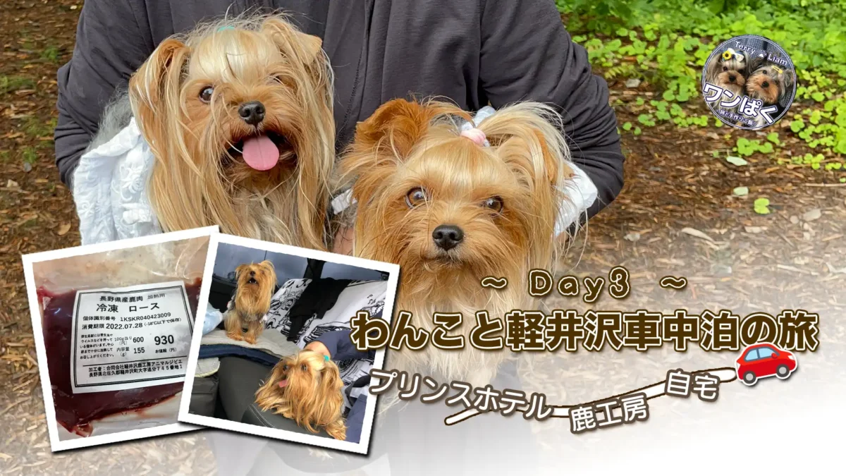 ヨークシャーテリアのテリー＆リアン。軽井沢3日目、プリンスホテルから鹿工房に立ち寄って鹿肉ロースを購入し帰路へ向かう犬連れ車中泊旅のヒーロー画像（鹿肉パックと車内ショットのコラージュ）。