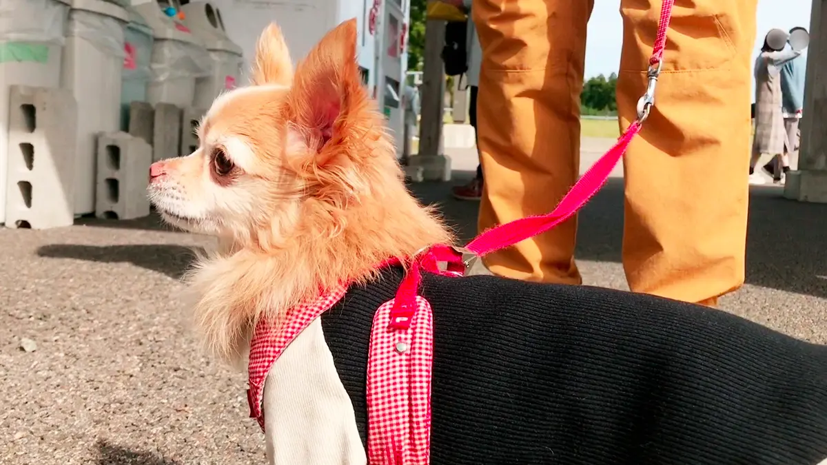 能越道「県境PA」でばあば手作りわんこ服（ラグラン袖）を着ているお友達リノくん