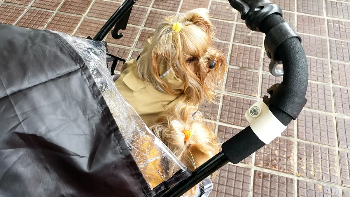 雨中の「輪島の朝一」にてレインコートを着て、レインコート付きのカートに乗るヨーキーズ（テリー＆リアン）