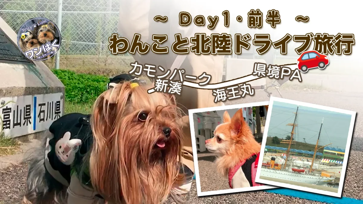 富山県と石川県の県境で記念撮影するヨークシャーテリアのテリー、道中の立ち寄りポイントとしてリノくん（チワワ）や帆船・海王丸の様子も含まれた犬連れ北陸ドライブ旅行のアイキャッチ画像