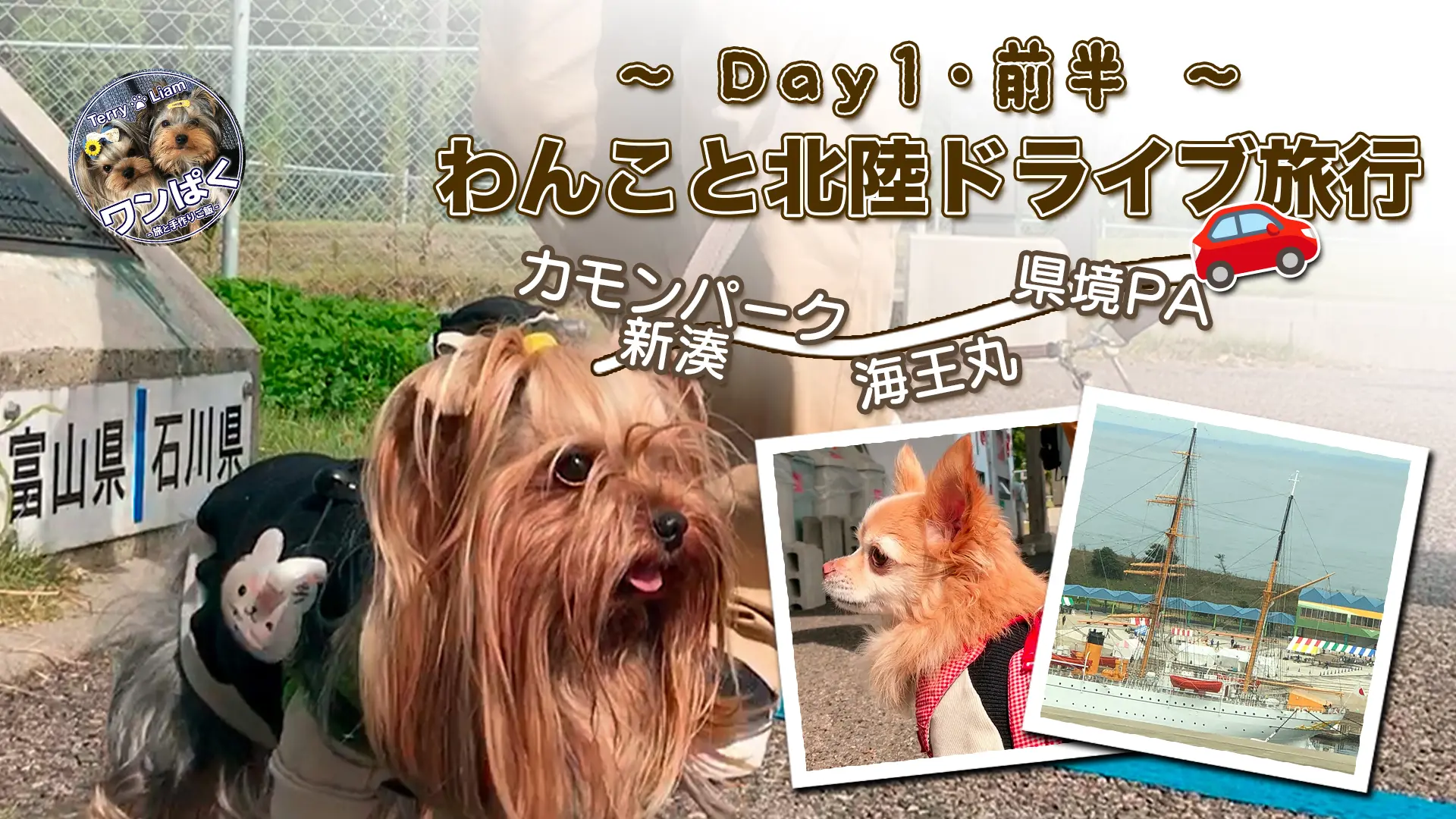富山県と石川県の県境で記念撮影するヨークシャーテリアのテリー、道中の立ち寄りポイントとしてリノくん(チワワ)や帆船・海王丸の様子も含まれた犬連れ北陸ドライブ旅行のアイキャッチ画像