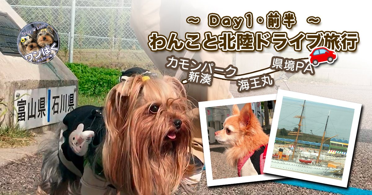 富山県と石川県の県境で記念撮影するヨークシャーテリアのテリー、道中の立ち寄りポイントとしてリノくん（チワワ）や帆船・海王丸の様子も含まれた犬連れ北陸ドライブ旅行のアイキャッチ画像