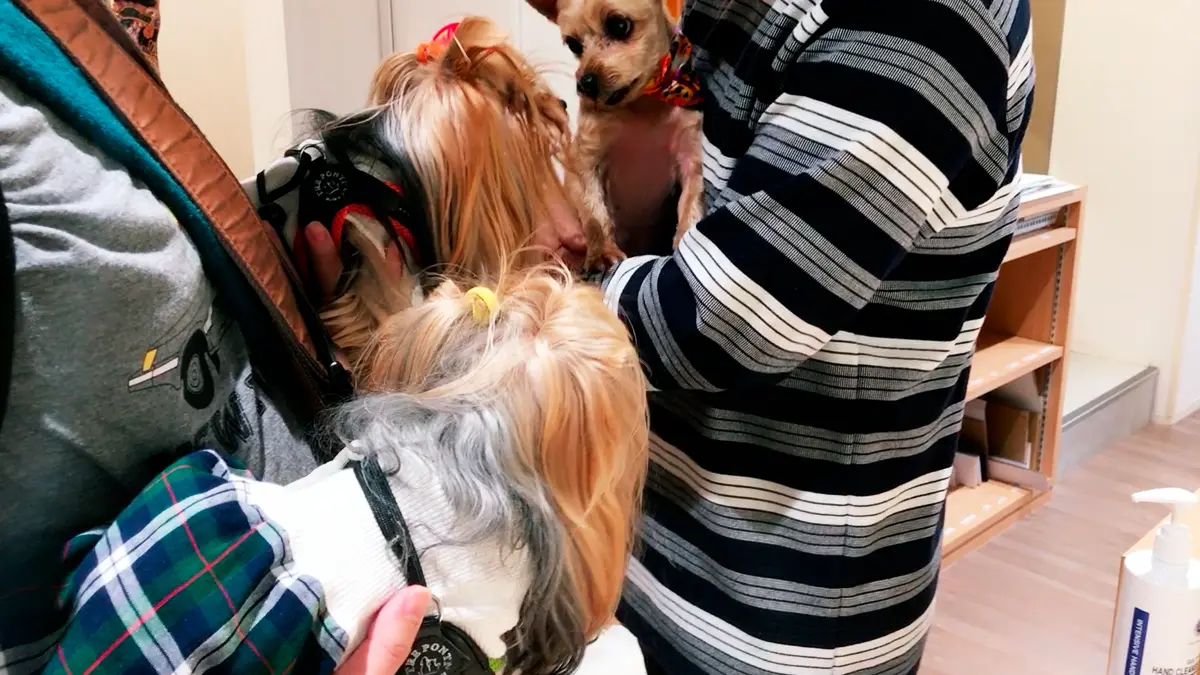 「片岡光山堂」さん看板犬(そらくん)とご挨拶するヨーキーズ(テリー&リアン)
