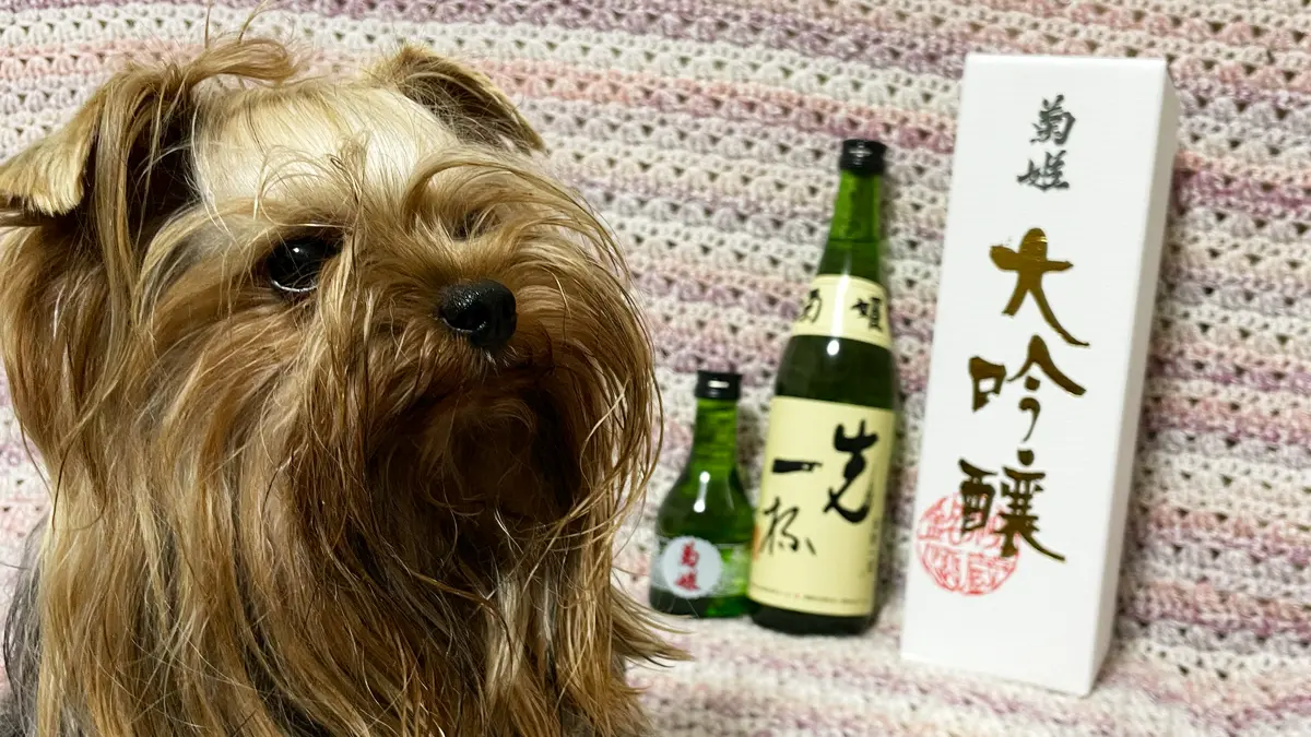 「菊姫酒造」さんで購入した日本酒をバックに「僕たちのは?」と言いたげなヨーキー(テリー)さん。