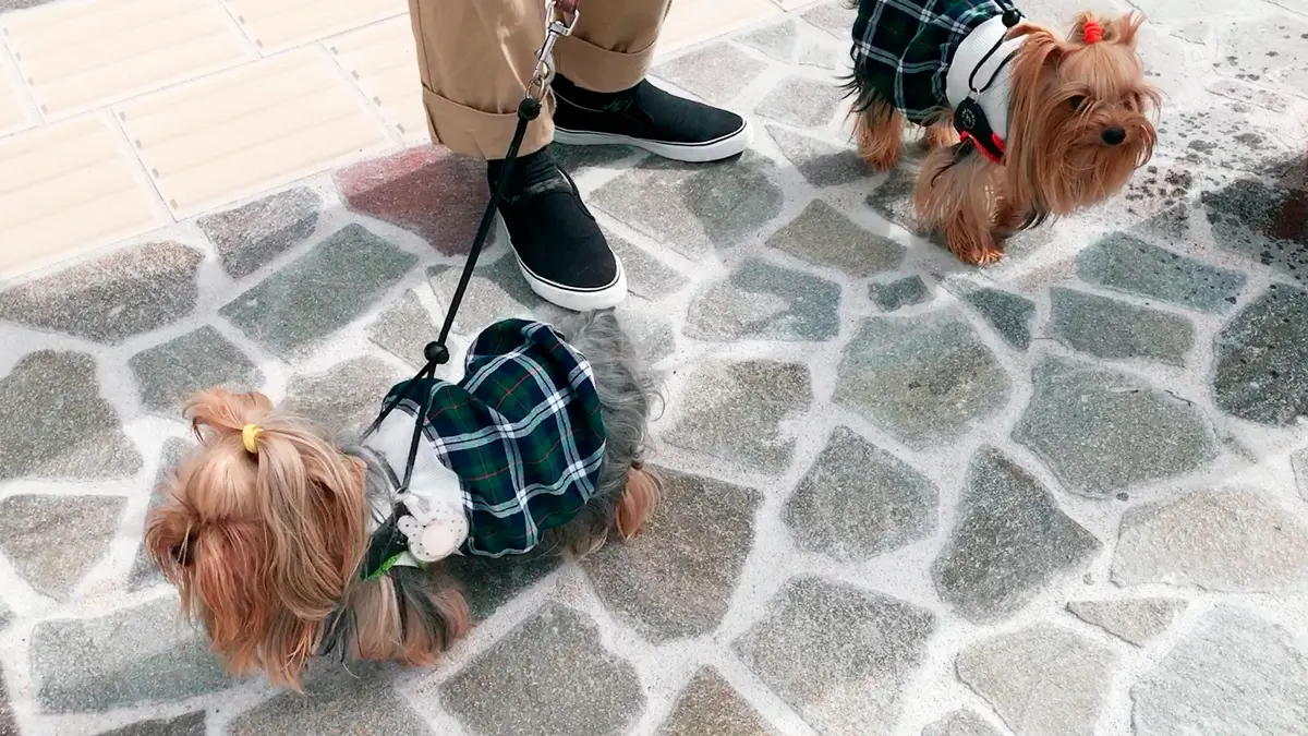 金沢市内を歩くヨーキーズ(テリー&リアン)。ばあば手作りのお洋服を着て周りをキョロキョロ。