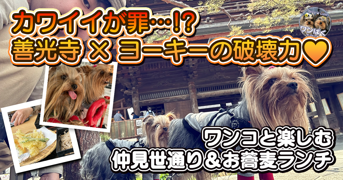 善光寺を犬連れで観光するヨークシャーテリアの写真｜仲見世通り＆犬OKの蕎麦ランチを紹介する旅行ブログのアイキャッチ画像