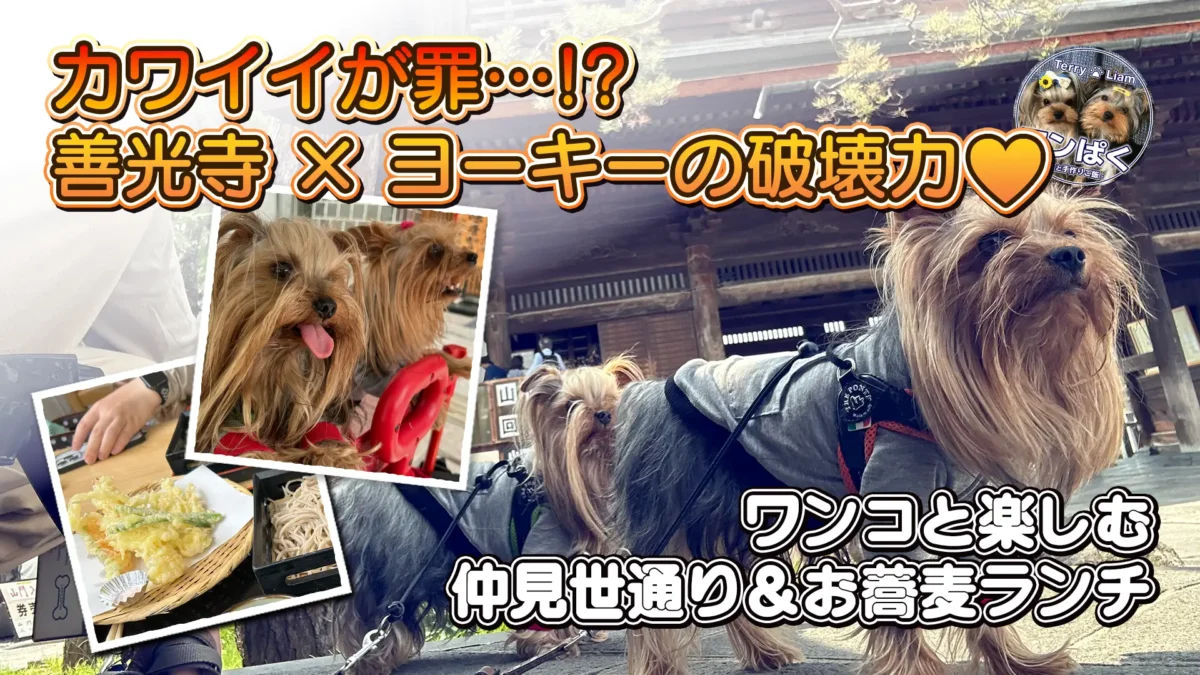 善光寺を犬連れで観光するヨークシャーテリアの写真｜仲見世通り＆犬OKの蕎麦ランチを紹介する旅行ブログのアイキャッチ画像