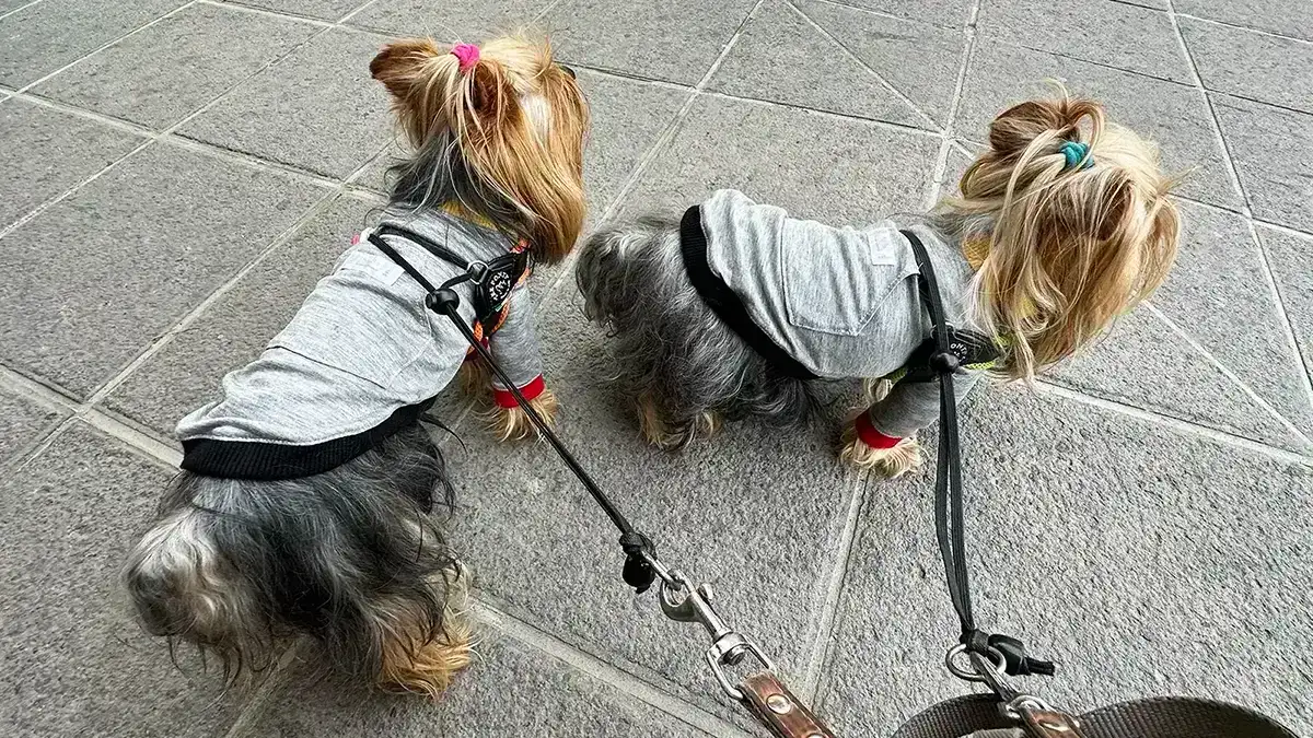 善光寺の境内で飼い主を探すヨークシャーテリア