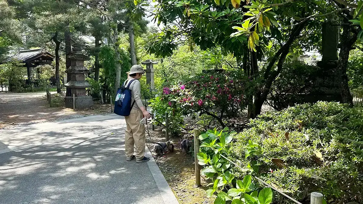 善光寺 境内 裏側を散歩するヨークシャーテリア