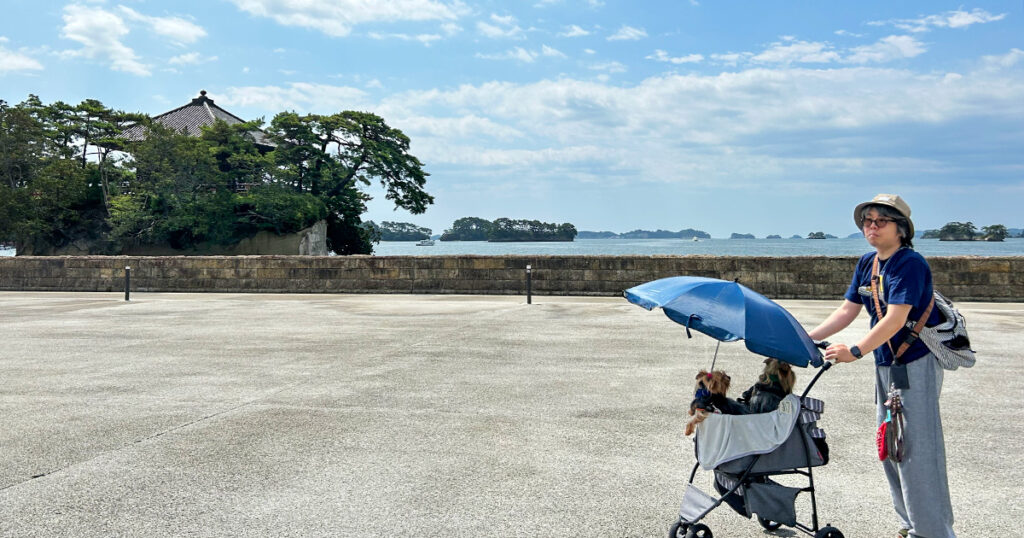 『日本三景 松島』とヨークシャーテリア