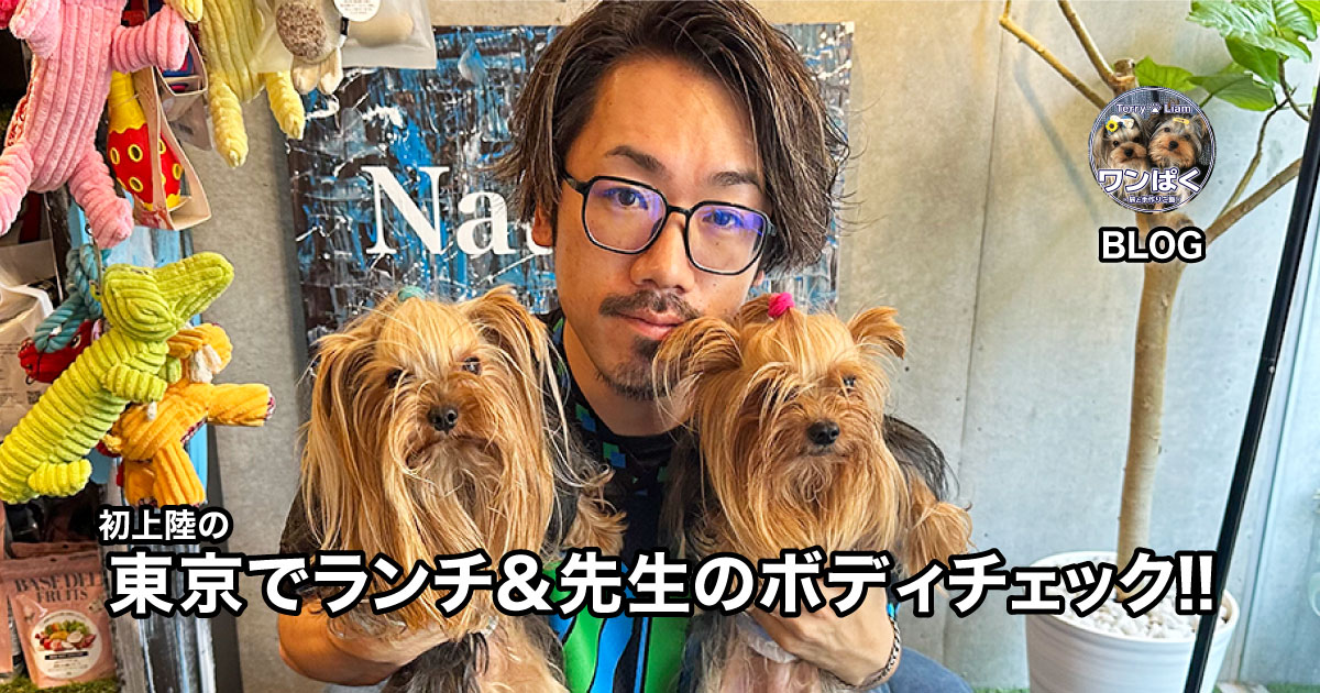 『natural18dogs』の湯浅さんとヨークシャーテリア