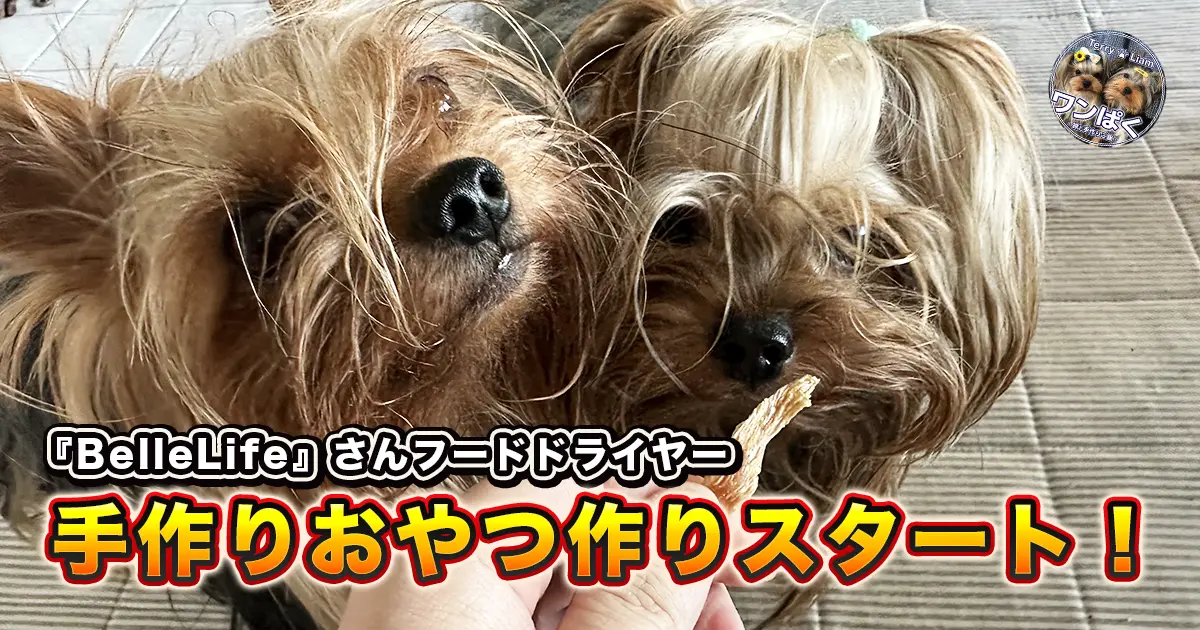 『BelleLife』さんのフードドライヤーを使って手作りおやつ作りスタートのサムネイル。出来立ての鶏むねジャーキーを目の前に待たされているヨーキーズ（テリー＆リアン）