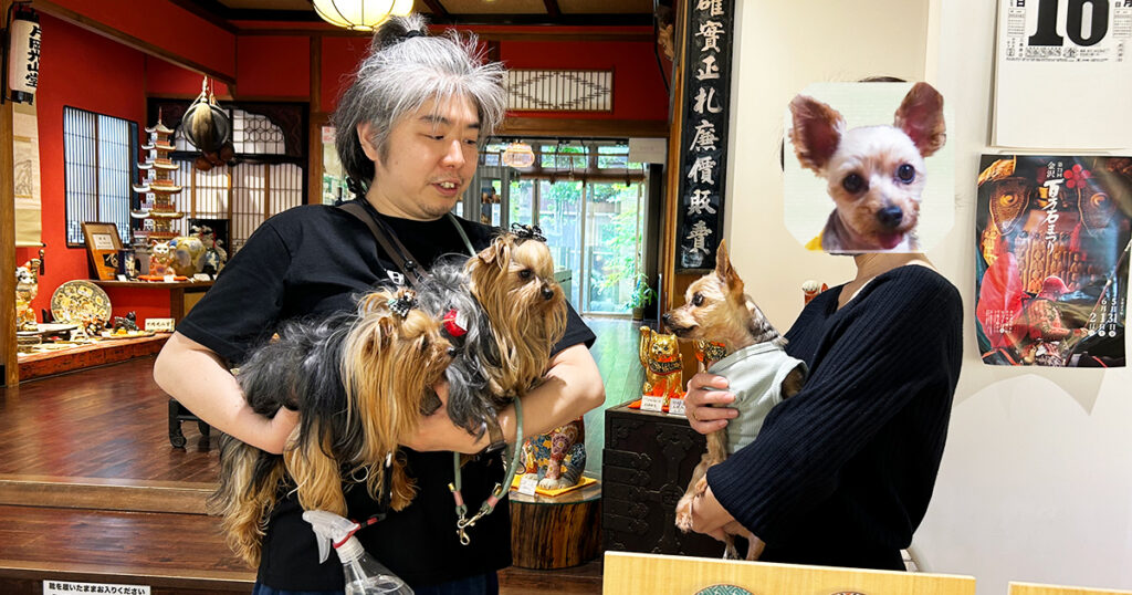 看板犬ヨーキーと我が家のヨークシャテリア