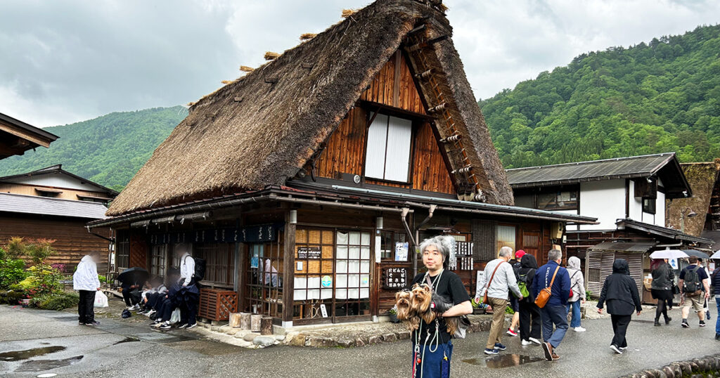 茅葺き屋根とヨークシャーテリア