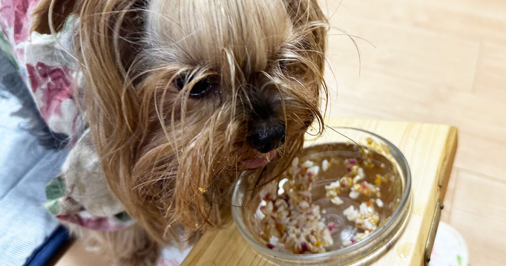 実食するヨークシャーテリア