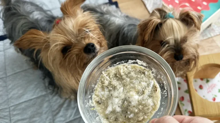 ヨークシャーテリアとご飯