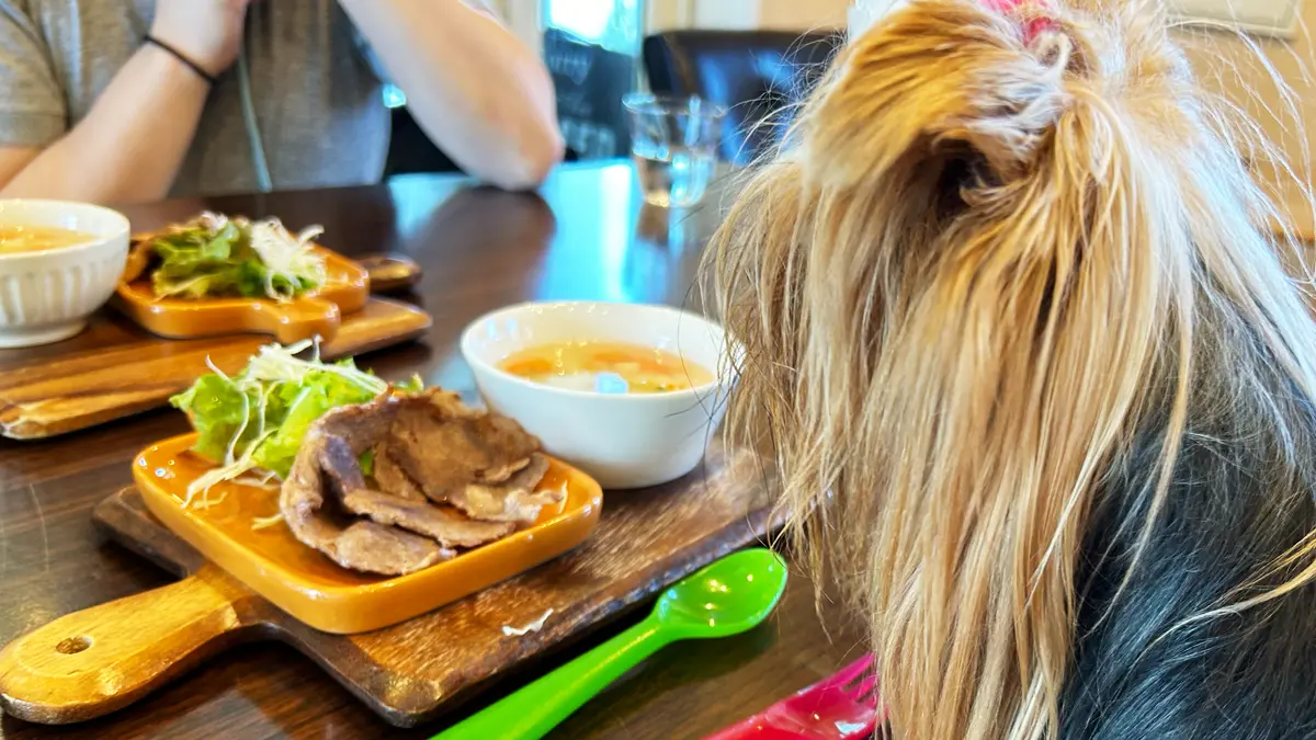 「Dog cafe Panse」さんで食べたドッグメニューの高級ラム肉ステーキを凝視するヨーキー（リアン）