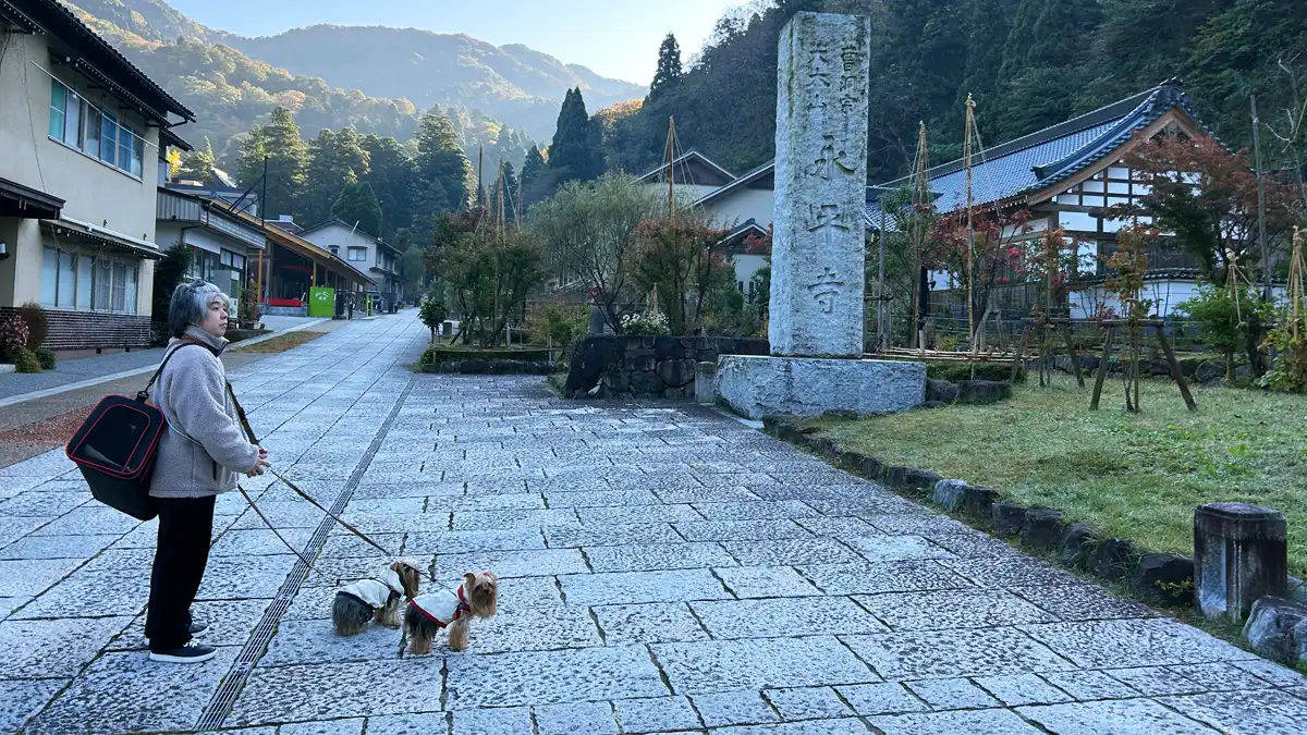 早朝の空気の中「大本山 永平寺」さんの参道を歩く人間（けい）とヨーキーズ（テリー&リアン）