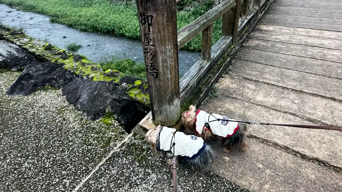 「一乗谷朝倉氏遺跡」の御屋形橋の柱の臭いを入念に嗅ぐヨーキーズ（テリー&リアン）