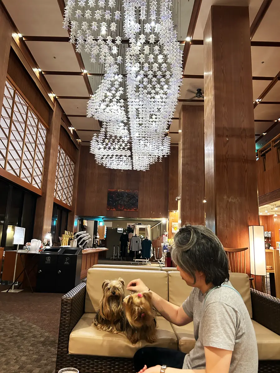 片山津温泉「わんわんリゾート 矢田屋松濤園」さんのラウンジでウェルカムおやつ（さつまいも）を食べるヨーキーズ（テリー&リアン）