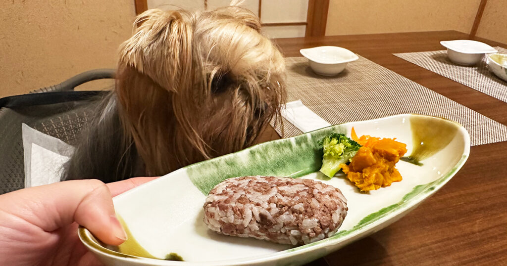 わんわんリゾート 矢田屋松濤園のワンコメニュー