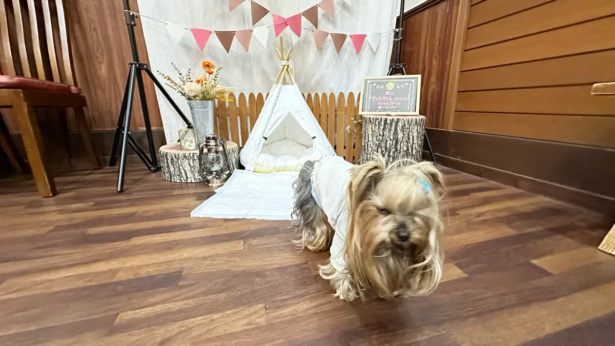 「高山わんわんパラダイス」さん室内ドッグランを散歩するヨーキー（テリー）だが、もう眠くてしょうがない顔をしている…