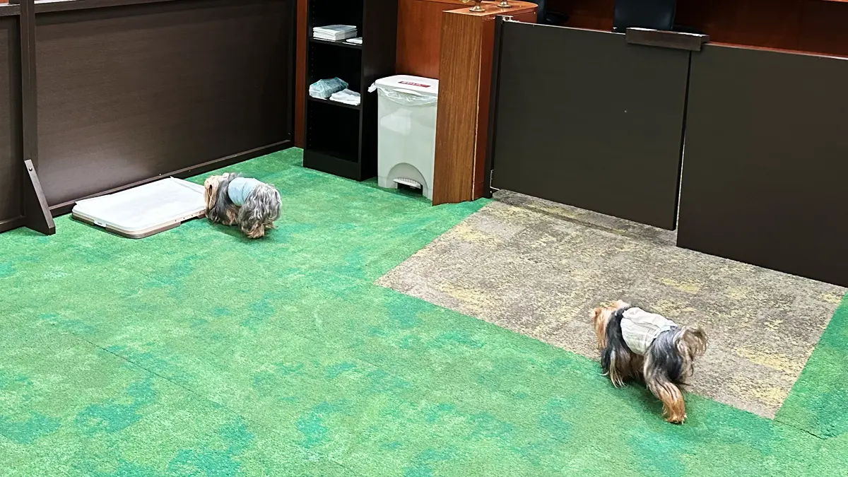 「わんわんリゾート矢田屋松濤園」さんの室内ドッグランをマナーパンツ着用で散策するヨーキーズ（テリー&リアン）。友達の匂いはすれど姿は見えず…悲しき。